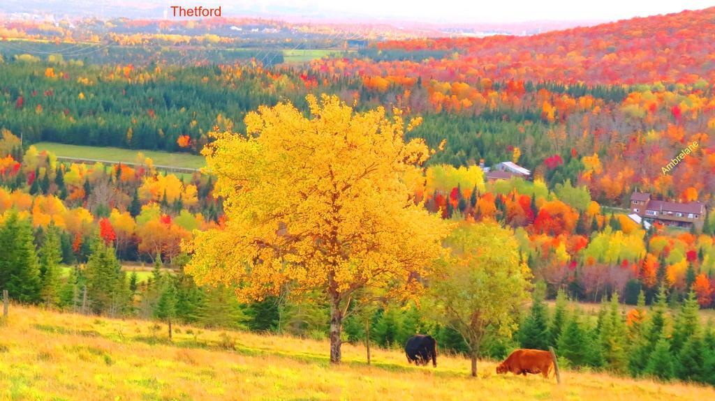 Le Gite Ambrelane Thetford Mines Exteriér fotografie